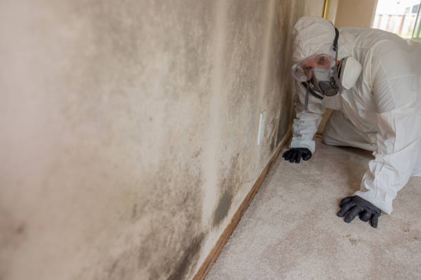 Best Basement Mold Removal  in Salem, WV